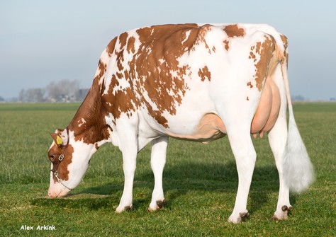 Batouwe Salsa Aiko Red VG-85