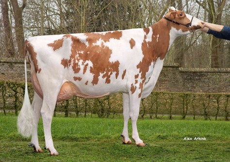 Silou vh Zomerbloemhof VG-86