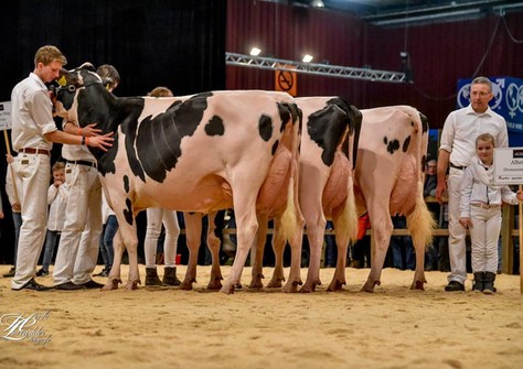 Bedrijfsgroep Drouner Holsteins HHH-Show 2017; Voorop Drouner AJDH Gold Cosco VG-89