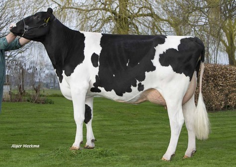 Beeze Judy 9 RDC VG-86