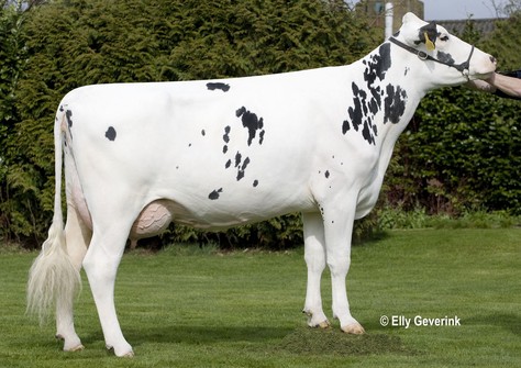 Beeze Roza 21 VG-86