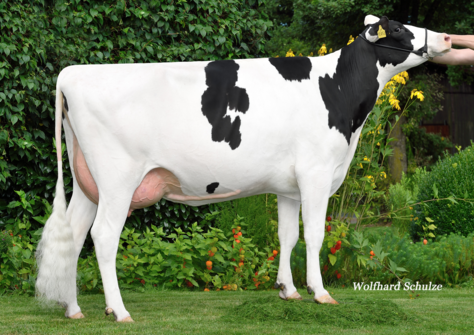 Beline VG-85