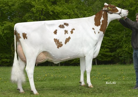 All-Star Jotan Bella EX-92