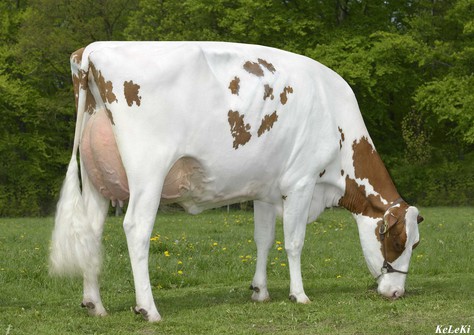 Al-Star Jotan Bella EX-92