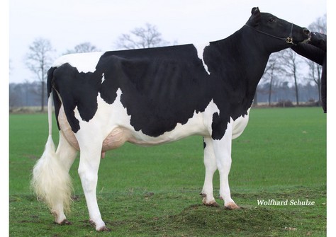 Bersaglio HF O-Man Qualsiasi VG-87