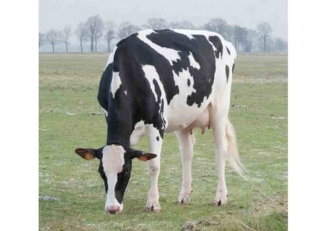 Bertaiola Bolton Lidia VG-86 Bertaiola Bolton Lidia VG-86