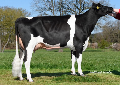 JS Rory  VG-85