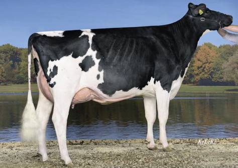 BFH Naima VG-86