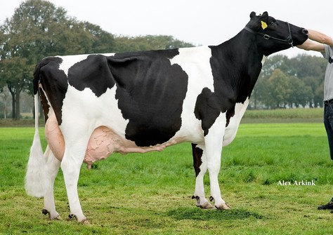 Big Anna Jacoba 119; Big Winner half-sister to Jacoba 115 EX-90