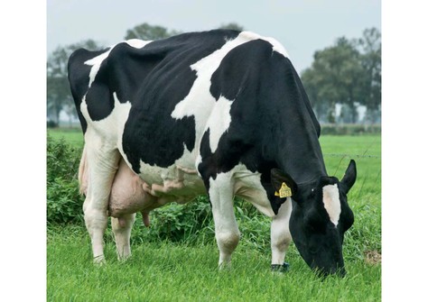 Big Boukje 192 EX-90 Big Boukje 192 EX-90