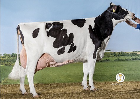 Big Boukje 265 EX-91 (Shottle, 6e kalfs) EX-92