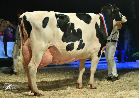 Big Boukje 265, Shottle sister of Boukje 271 VG-85