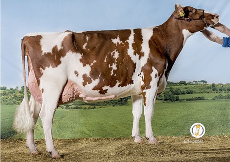 Big Boukje 343 Red EX-91