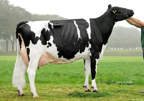 Big Wietske 83 VG-88