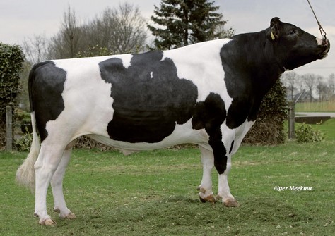 Big Winner, Win 395 x Big Super Star 25 EX-90 Big Winner, Win 395 x Big Super Star 25 EX-90