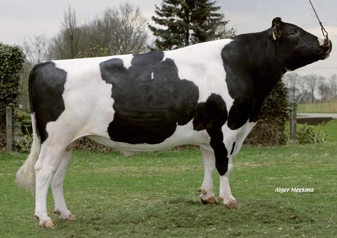 Big Winner, Win 395 x Big Super Star 25 EX-90