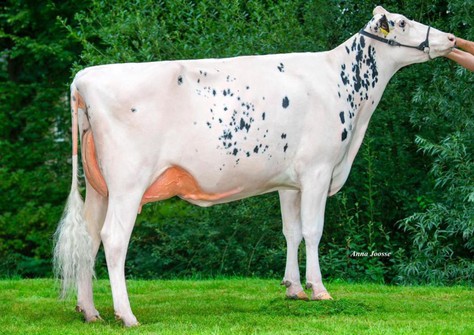 HBC SH Isabel VG-88