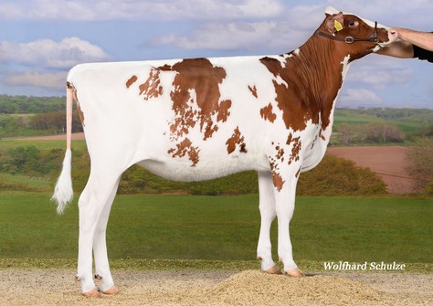 Bjh Mv Emma Red VG-87