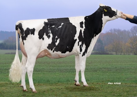 Blondin Destination Cherry VG-88