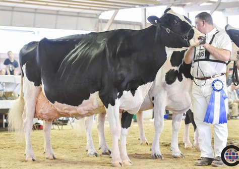 Blondin Goldwyn Subliminale EX-97