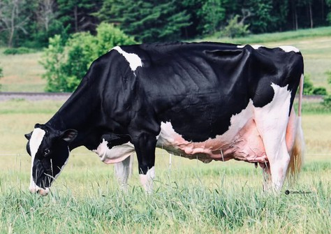 Blondin Goldwyn Subliminale EX-97