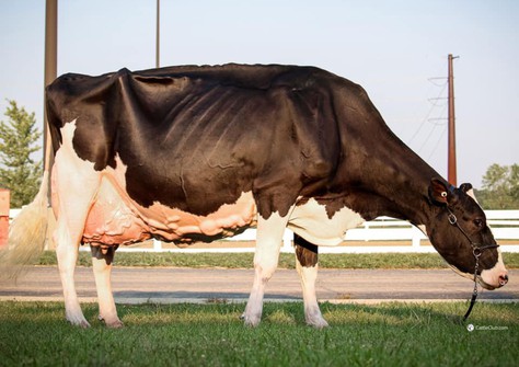 Blondin Goldwyn Subliminale