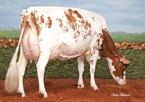 Blondin Redman Seisme EX-97, Redman x Red-Marker x Supra EX-93