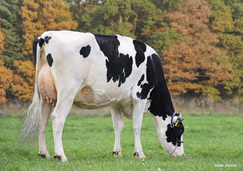 Blondin Success VG-89