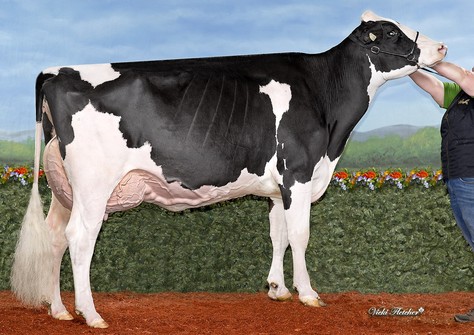 Blondin Unstopabull Cheerios EX-93