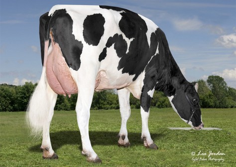 Bomaz Delta 7166 (Delta x Bomaz Frido 6185) VG-85