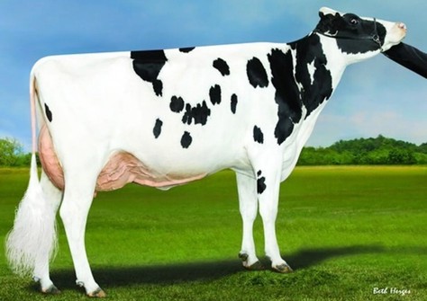 Bomaz Medley 8301 RDC EX-94, same family 