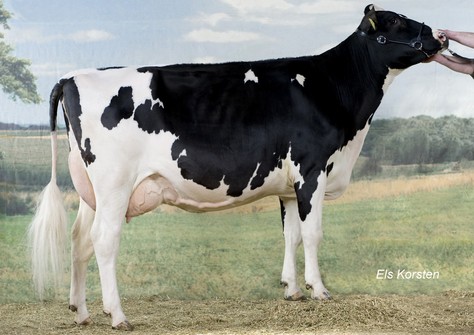 Bonhill Warsi 55 VG-88