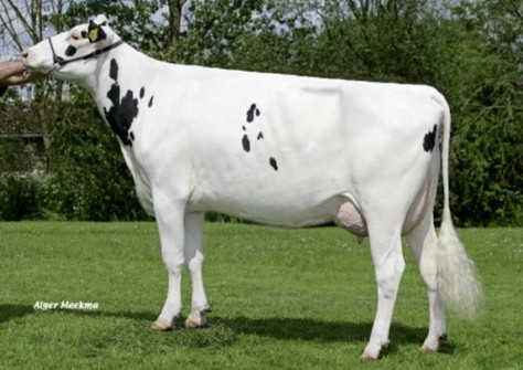 Boon-Apart ALH Asra VG-86