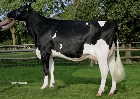 Bouw Goldwyn Femmy VG-88