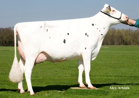 Broeks Betty VG-88