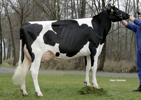 Broeks Bolton Else VG-86