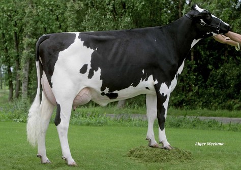 Broeks Eltes VG-86