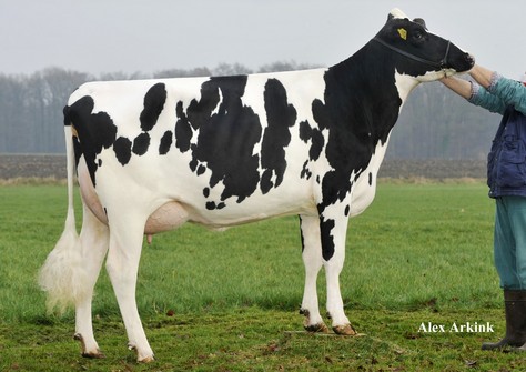 Broeks Madison VG-89