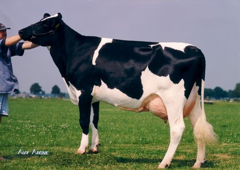 Broeks Rozelle VG-89