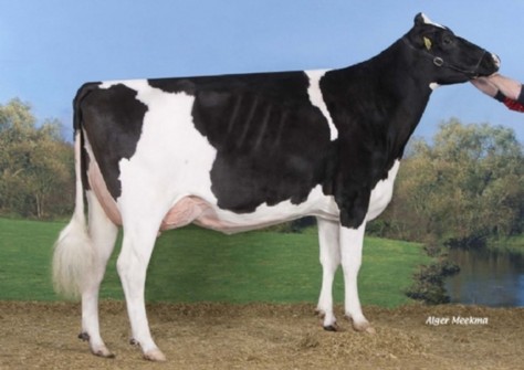 Broeks Super Elion EX-90