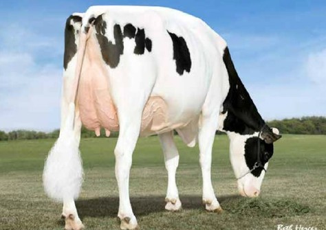 Brookview-E Moviestar VG-86