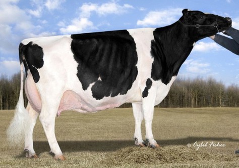 Budjon-JK Linjet Eileen EX-96