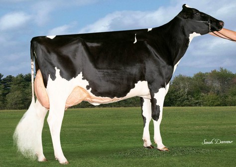 Budjon-Vail Awe Shannon RC EX-91