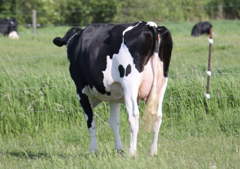 Budjon-Vail RPT Stunning EX-90, full sister of Success