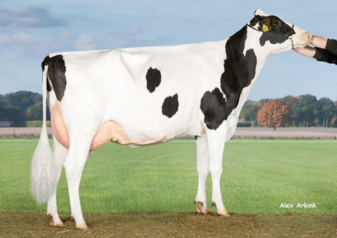 Buiner MC Taya VG-85 Buiner MC Taya VG-85