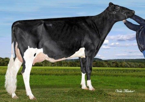 Butz-Butler Gold Bernice VG-87