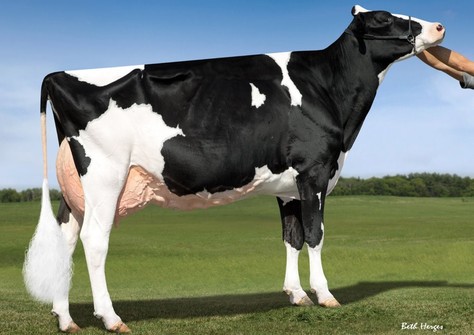 BVK Atwood Arianna EX-94