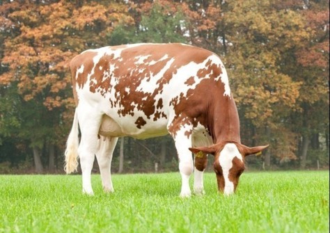 Candlelight P Red graas VG-86