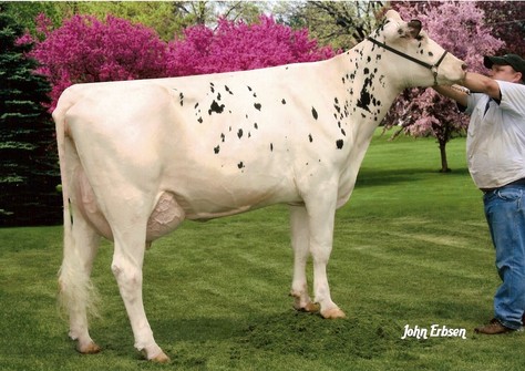 Canyon-Breeze Fin Aisha-ET VG-87 VG-88