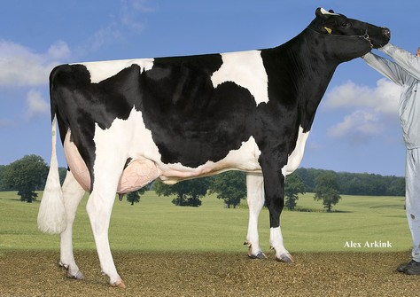 CAS Dorina VG-88